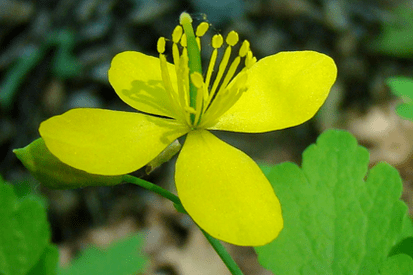 fleur d'herbe de chélidoine pour l'élimination du papillome